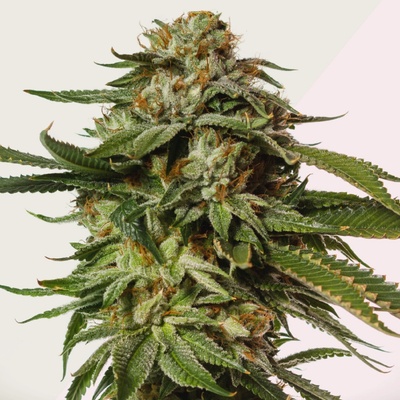 Kera Seeds NLX Special semienka neobsahujú THC 10 ks