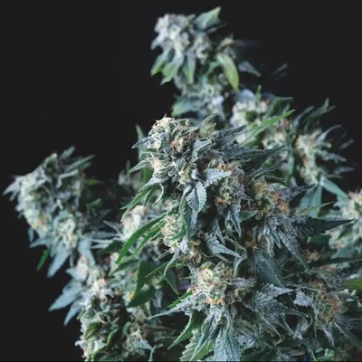 Pyramid Seeds Amnesia Gold semienka neobsahujú THC 7 ks