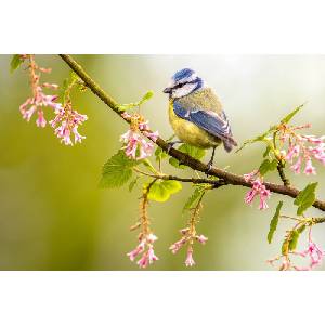 DIMEX ART Флизелинов фототапет синигер на клон 375 x 250 см