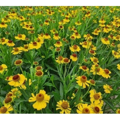 Helenium hyb. 'Wesergold' Velikost hrnku: 2l černý