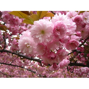 Prunus serrulata Kanzan - okrasná třešeň - Sakura