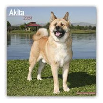 Akita Square Dog Breed Wall 16 Month 2024