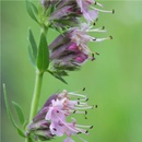 Yzop lékařský růžový - Hyssopus officinalis - semena yzopu - 0,1 gr