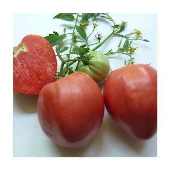 ИЗК Марица Домат Розово сърце БГ - нов сорт