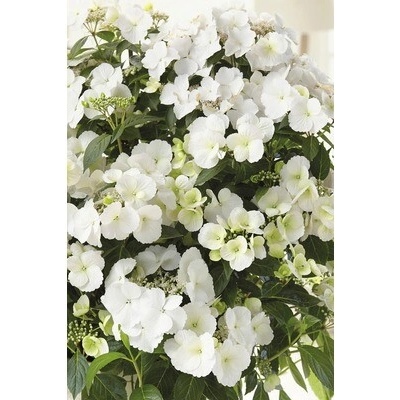 Hortenzia FloraSelf Hydrangea Runaway Bride ® 'Snow White' výška 50-60 cm kvetináč 6 l