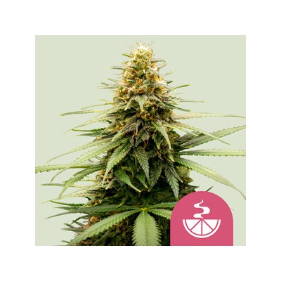 Royal Queen Seeds Lemon Skunk semena neobsahují THC 5 ks