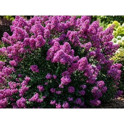 Myrta krepová Petite Orchid, výška 20-30 cm, kvetináč 2 l