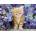 Clementoni - Puzzle Cat In Flowers - 500 piese