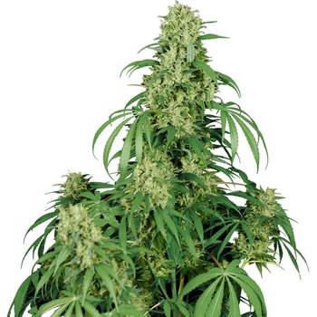 Buddha Seeds Calamity Jane AUTO semena neobsahují THC 3 ks