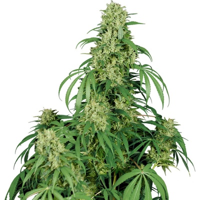 Buddha Seeds Calamity Jane AUTO semena neobsahují THC 3 ks