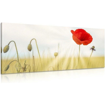 Obraz divoký mák - 120x60
