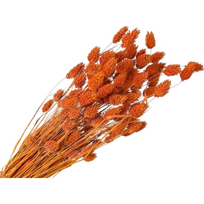 Sušená tráva Phalaris - Chrastica 100g - tmavá oranžová