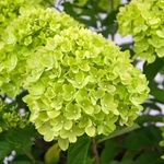 Proven Winners® Little Lime Хортензия Паникулата - Proven Winners