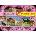 Schmidt Spiele Pferde (Kinderpuzzle), Puzzle-Box
