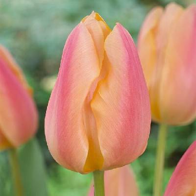 Tulipán Apricot Favourite