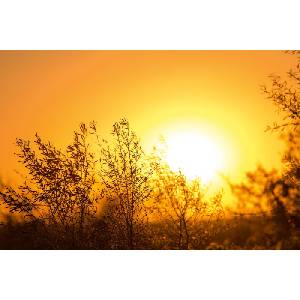 DIMEX ART Флизелинов фототапет дърво при изгрев слънце 375 x 250 см