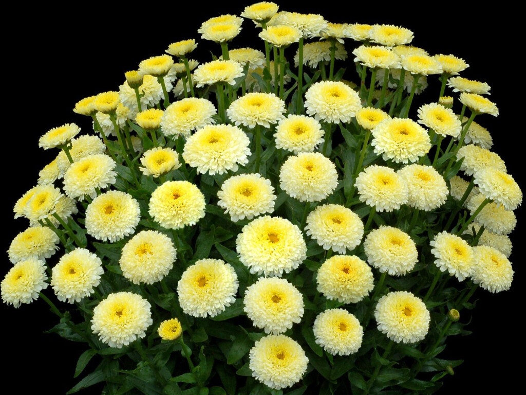 Margaréta Luna