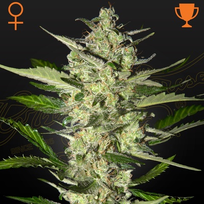 GREEN HOUSE SEEDS Flowerbomb kush semena neobsahují THC 3 ks