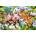 Castorland - Puzzle Farm Friends 40 maxi - 40 - 99 piese