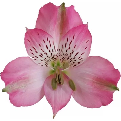 Alstromérie AVIANNA 65 g