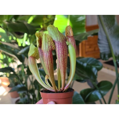 Mäsožravá rastlina Sarracenia Tess