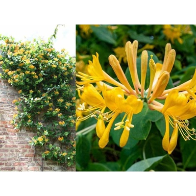 Zemolez Tellmanov 30-60cm - Lonicera x tellmanniana kont. 1,5 l
