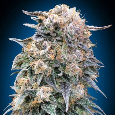 00 Seeds Bank 00 Kush Fast semena neobsahují THC 5 ks