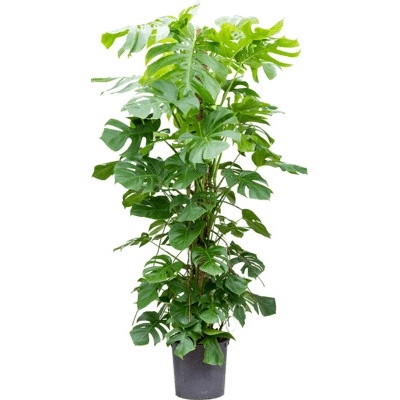 Monstera deliciosa on moss-pole 200 cm 32x220 cm