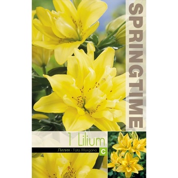 Seklos Лилиум Lilium Asiatic Fata Morgana - 1 бр луковицa