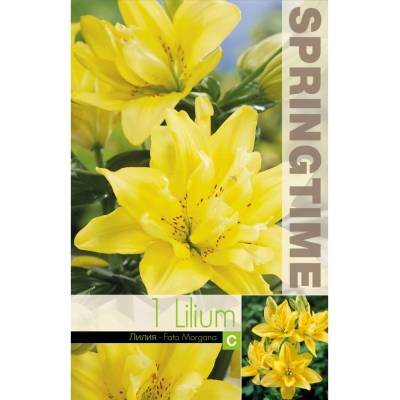 Seklos Лилиум Lilium Asiatic Fata Morgana - 1 бр луковицa