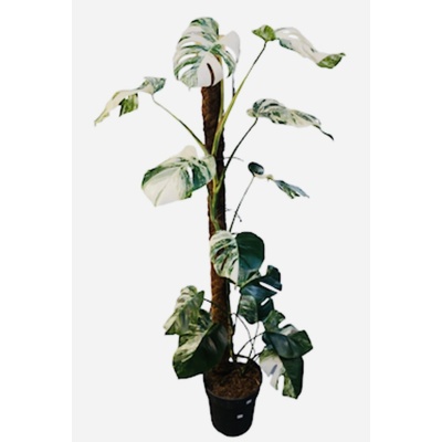 Monstera deliciosa 'Variegatum' biela 27x150 cm