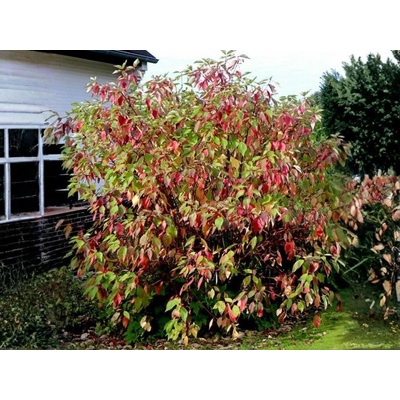 Drieň biely Sibirica, výška 40-60 cm, kvetináč 3 l
