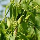 Ačokča - Cyclanthera pedata - semiačka - 6 ks