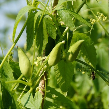 Ačokča - Cyclanthera pedata - semiačka - 6 ks