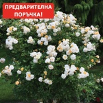 Turbat® Щамбова Роза Роза Ghislaine de Feligonde®