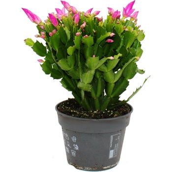 Exotenherz Velk vianocn kaktus - Schlumbergera - xxl - 17cm kvetinc -  vka cca 25-35cm - ruov kvety - iarivo ruov - Heureka.sk