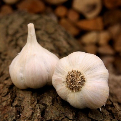 Sadbový česnek Lukan Allium sativum nepaličák cibule česneku 1 balení