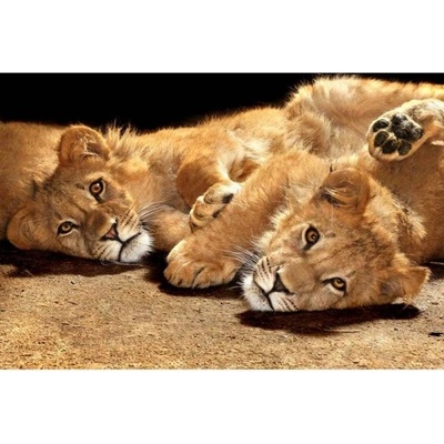 DIMEX ART Флизелинов фототапет лъвчета 375 x 250 см