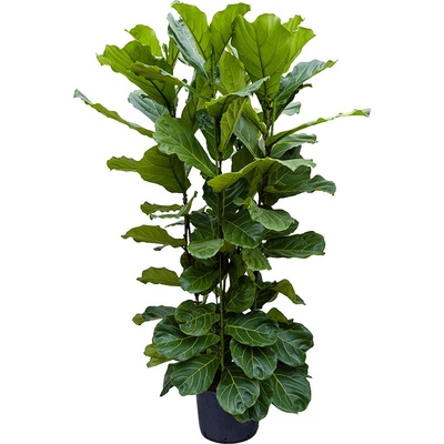 Ficus lyrata 4pp 32/26 v.140 cm