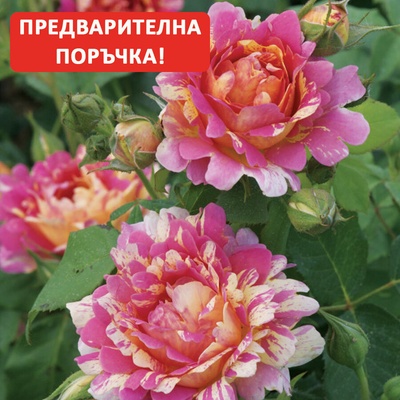 Delbard® Роза Rose des Cisterciens®