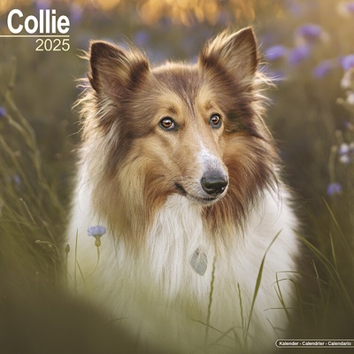 Collie, 30,5 x 30,5 30,5 x 61 cm 2025