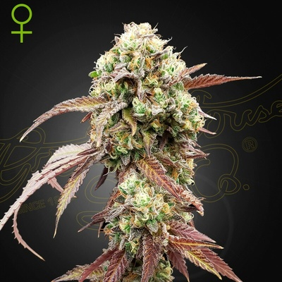 Green House Seed West Coast OG x Gelato Auto 41 semienka neobsahujú THC 1 + 1 ks Milky Dreams