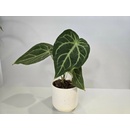 Anthurium Crystallinum