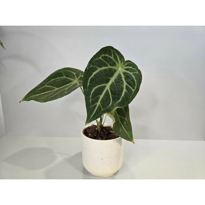 Anthurium Crystallinum