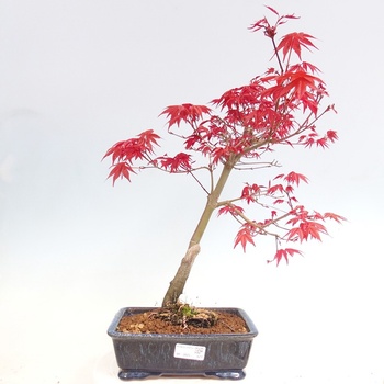 e-bonsai Venkovn bonsai - Javor dlanitolist - Acer palmatum DESHOJO -  Heureka.cz