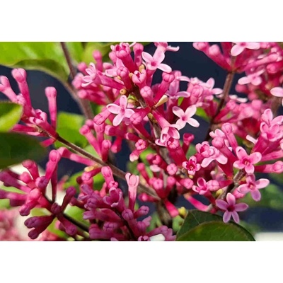 Orgován Little Rosie na 60 cm kmienku, výška 90-110 cm, kvetináč 19 cm