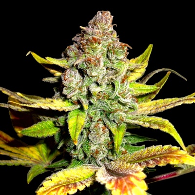B-S-B Genetics Gorilla Glue #4 semienka neobsahujú THC 10 ks