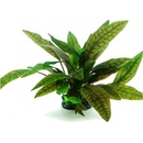Kryptokoryna purpurea