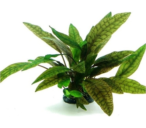Kryptokoryna purpurea