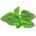 Click & Grow Семена Click and Grow Марсилски босилек, 3 броя (SGR99X3)